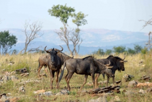 Hartbeespoort: Leijona- ja safaripuistokierros itseohjautuvalla matkalla