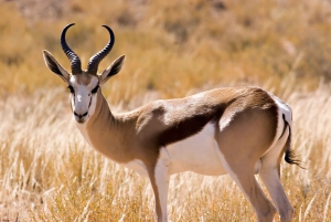 Hartbeespoort : Visite autoguidée du parc des lions et des safaris