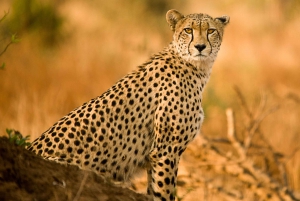Hartbeespoort: zelfrijdende leeuwen- en safariparktour