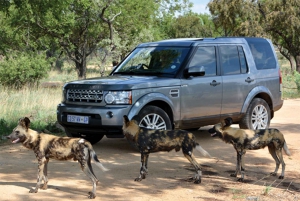 Hartbeespoort: Self-Drive Lion and Safari Park Tour