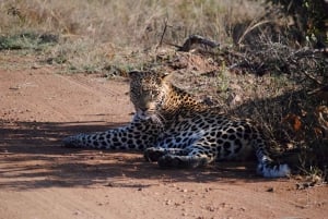 High-End 4 Day Kruger Park all Inclusive Safari from Joburg!