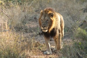 High-End 4 Day Kruger Park all Inclusive Safari from Joburg!