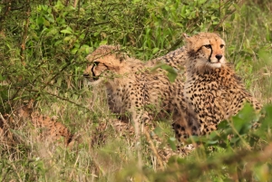 High-End 5 Day all-inclusive Kruger & Panorama Tour from JHB