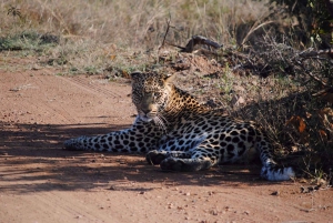 High-End 5 Day all-inclusive Kruger & Panorama Tour from JHB