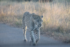 High-End 5 Day all-inclusive Kruger & Panorama Tour from JHB