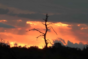 High-End 5 Day all-inclusive Kruger & Panorama Tour from JHB