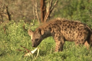 Joburg: Privat 4-dagers safari og panoramatour for kvinner