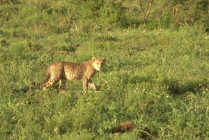 Joburg: Privat 4-dagers safari og panoramatour for kvinner