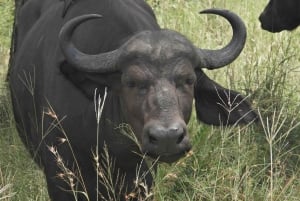 Joburg: Privat 4-dagers safari og panoramatour for kvinner