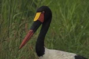 Joburg: Privat 4-dagers safari og panoramatour for kvinner