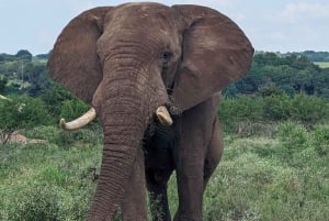 Joburg: Privat 4-dagers safari og panoramatour for kvinner