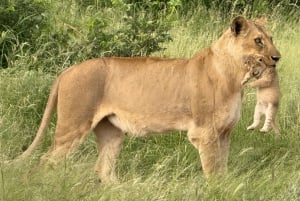 Joburg: Privat 4-dagers safari og panoramatour for kvinner