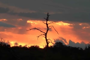 Joburg: Privat 4-dagers safari og panoramatour for kvinner