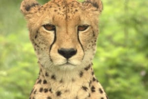 Joburg: Privat 4-dagers safari og panoramatour for kvinner