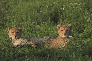 Joburg: Privat 4-dages Kruger-safari og panoramatour for kvinder