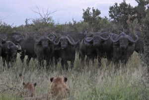Joburg: Privat 4-dages Kruger-safari og panoramatour for kvinder