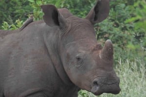 Joburg: Privat 4-dages Kruger-safari og panoramatour for kvinder