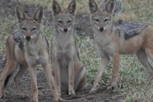 Joburg: Privat 4-dages Kruger-safari og panoramatour for kvinder