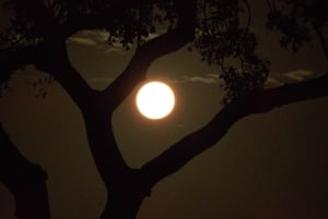 Joburg: Privat 4-dages Kruger-safari og panoramatour for kvinder