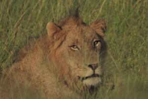 Joburg: Privat 4-dages Kruger-safari og panoramatour for kvinder