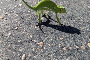 Joburg: Privat 4-dages Kruger-safari og panoramatour for kvinder