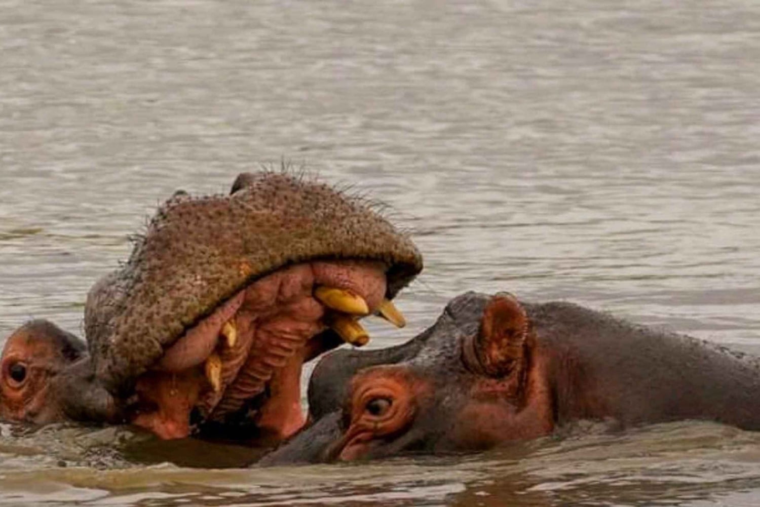 Johannesburg : circuit de 10 jours aux chutes Victoria et sur la Garden Route