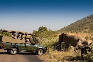 Johannesburg: 2-dages 4-stjernet pilanesberg-safari med 4 stjerner