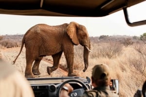 Johannesburg: 2 päivän 4 tähden Pilanesberg-safari