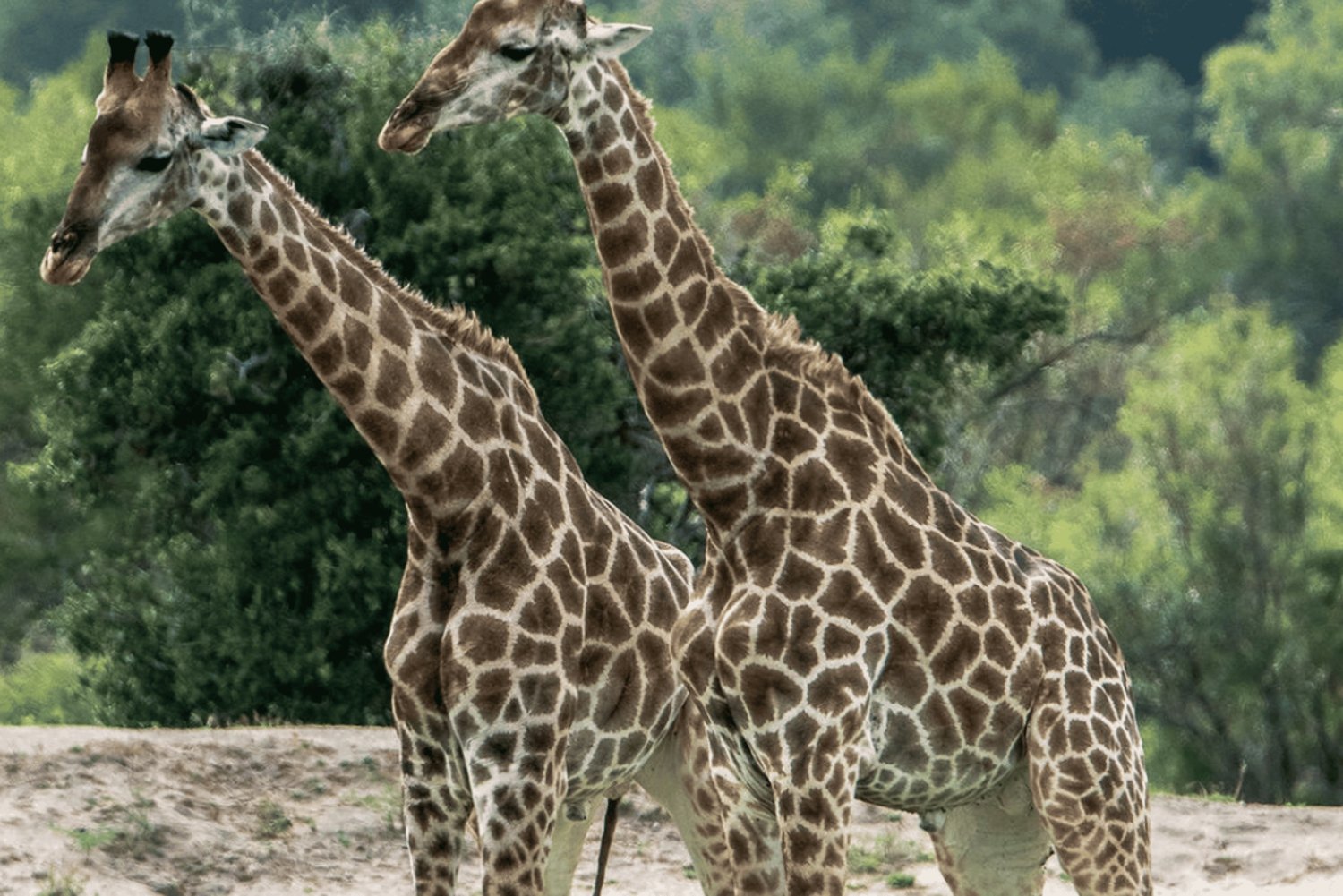 Johannesburg: 2-Day Kruger Big 5 Luxury Lodge Fly-In Safari