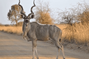 Johannesburg: 2-Day Kruger Big 5 Luxury Lodge Fly-In Safari