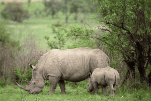 Johannesburg: 2-Day Kruger Big 5 Luxury Lodge Fly-In Safari