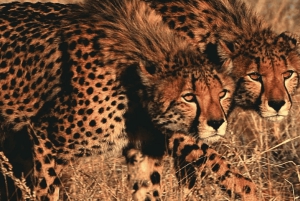Johannesburg: 2-Day Kruger Big 5 Luxury Lodge Fly-In Safari