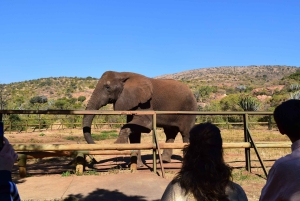 Johannesburg : 2 heures d'interaction avec les éléphants