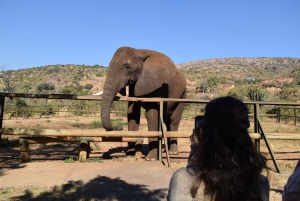 Johannesburg : 2 heures d'interaction avec les éléphants