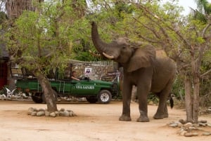 Johannesburg: 3-dagars klassisk safaritur till Kruger National Park