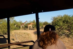 Johannesburg: 3-dagers klassisk Kruger nasjonalpark safaritur