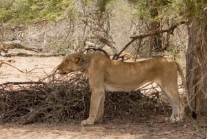 Johannesburg: Parco nazionale Kruger: safari di 3 giorni