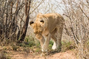 Johannesburg: Krugerin kansallispuiston 3 päivän safarimatka