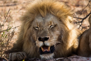 Johannesburg: 3-tägige klassische Krüger-Nationalpark-Safari-Tour
