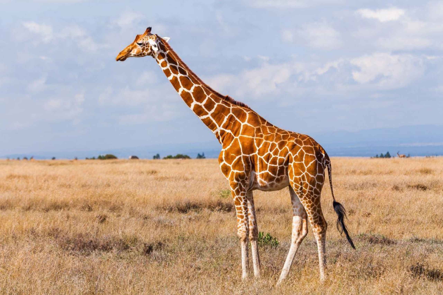 Johannesburgo: Parque Nacional Kruger de 3 días y Río Blyde ...
