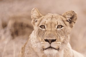 Johannesburg: 3-Tage-Krüger-Nationalpark und Panorama-Route...