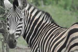 Johannesburg: 3-Tage-Krüger-Nationalpark und Panorama-Route...