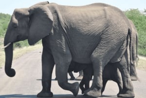 Johannesburg: 3-Tage-Krüger-Nationalpark und Panorama-Route...