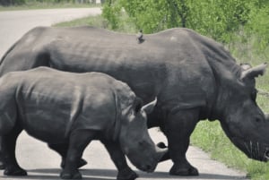 Johannesburg: 3-Tage-Krüger-Nationalpark und Panorama-Route...