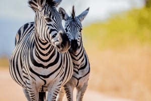 Johannesburg: 3-dagers Kruger nasjonalpark og Panoramaruten...