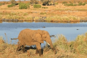 Johannesburg: 3-dagers Kruger nasjonalpark og Panoramaruten...
