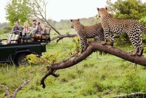 Johannesburg: 3-Day Kruger National Park Safari with accomm