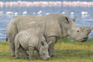 Johannesburg: 3-dagars safari i Kruger nationalpark med boende