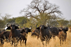 Johannesburg: 3-dagars safari i Kruger nationalpark med boende