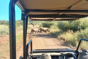 Johannesburg: 3 Hour Pilanesberg National Park Game Drive